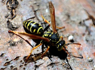 Macro. Wasp is sitting on a tree