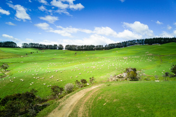 Naklejka premium Sheep grazing in pasture in New Zealand 