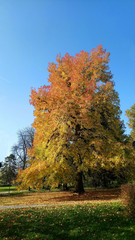 maple tree with colored leaves in autumn park
