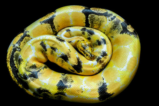 Calico morph Ball python (python regius) on black floor background. Image of beautiful snake for exotic pets or reptile keeper.