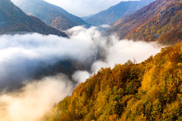 Foggy autumn morning  in the forest on Jiului Valley in Transylvania