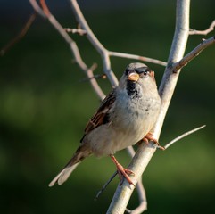 Obraz premium sparrow on a branch