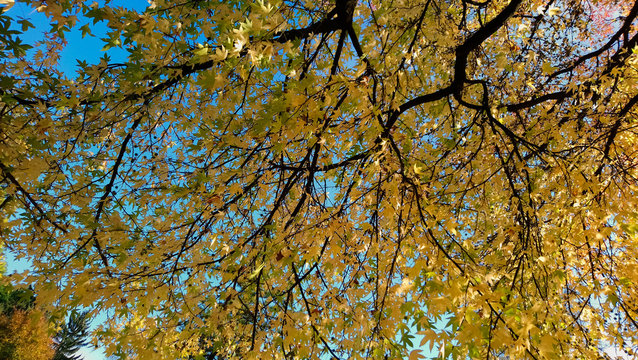 maple tree with yellow leaves in autumn park