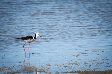 Pied Stilt is a small delicate distinctive black and white bird with very long legs and a long fine black bill