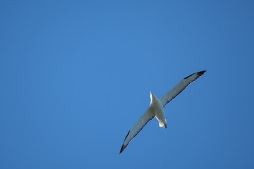 Royal Albatross with a three-meter wingspan gliding effortlessly and silently over Dunedin colony