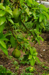 Branch Bearing Avocado