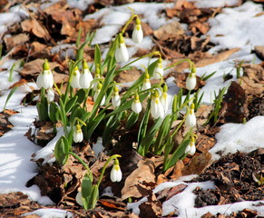 snowdrops in the forest