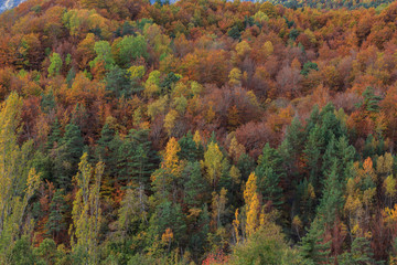 Trees of different colors in Autumn  in the Ordesa Valley (Ordesa National Park - Monte...