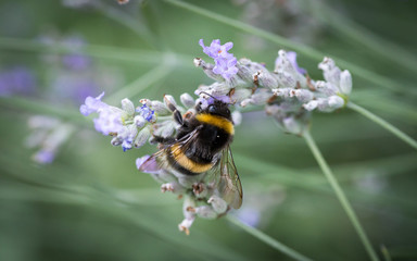 Hummel