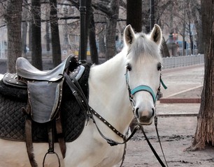 white horse for city walks