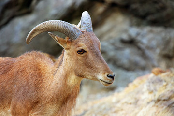 Obraz premium The Barbary sheep (Ammotragus lervia), standing on a high rock, in the foreground a tree with yellow autumn leaves.