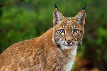 Le lynx eurasien (Lynx lynx), portrait. Portrait de lynx de Sibérie.