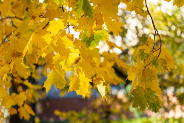 Naklejka na ściany i meble Yellow maple leaves in autumn