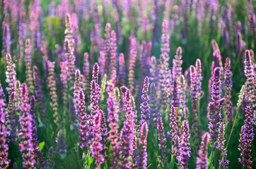 Fototapeta premium Flower meadow in the spring