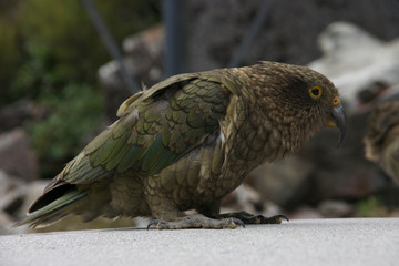 Australia 1 - 2006 (NZ)