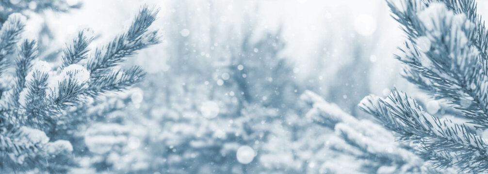 Winter bright background with snowy pine branches.