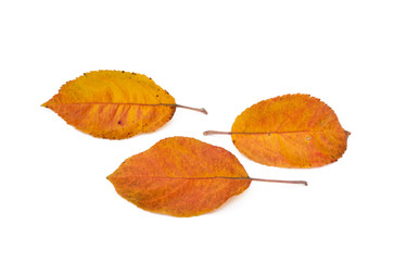 Colorful autumn leaves isolated on white background