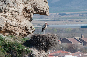 Preciosa foto de cigüeña en su nido observando paisaje urbano