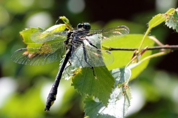 Macro. Dragonfly on a green leaf on a summer day
