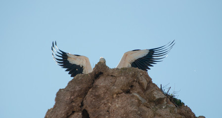 aparición de alas de cigüeña escondida detrás de una roca con fondo de cielo azul y espacio para texto