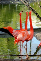Beautiful flamingos of red color
