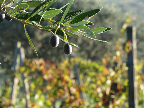 Mediterranean olive tree branches with ripe olives and green leaves bathed by the morning dew . Tuscany, Italy
