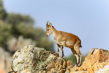 Mountain Goat in the natural area near the towns of Riolid and Salobre, Albacete, Spain.