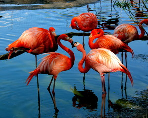 Beautiful flamingos of red color
