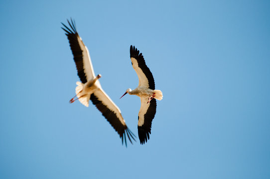 dos cigüeñas volando en el cielo azul frente a frente