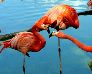 Beautiful flamingos of red color
