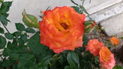 Rosa 7