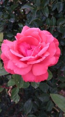 Rosa