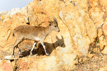 Mountain Goat in the natural area near the towns of Riolid and Salobre, Albacete, Spain.