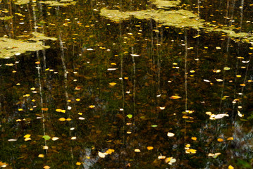 landscape - autumn swamp with mud and fallen leaves on the surface of the water