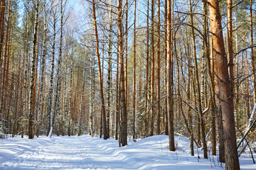 Beautiful winter forest in sunny and cold weather after snowfall