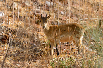 Mountain Goat in the natural area near the towns of Riolid and Salobre, Albacete, Spain.