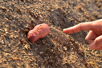 Sea Cucumber on the beach