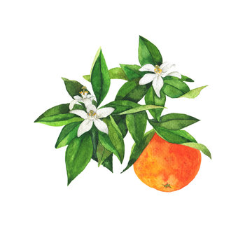 Orange branch with leaves, fruit and flowers isolated on white background. Hand drawn watercolor illustration.