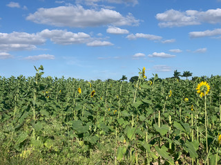 Fototapeta na wymiar field of sunflowers 1