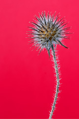 A single dried thistle with waterdrops - pink background