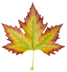 sycamore brown autumn leaf