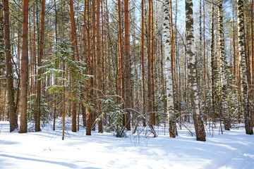 Beautiful winter forest in sunny and cold weather after snowfall