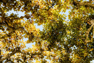 arrivée de l'automne