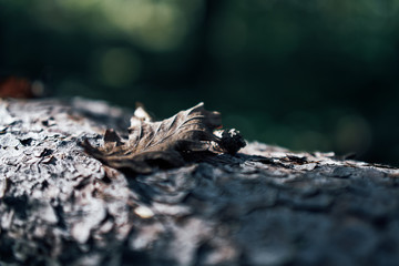 Close up an old tree with one leaf in a forest, dark