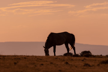 Fototapeta na wymiar Wild Horse at Sunset in the High Desert