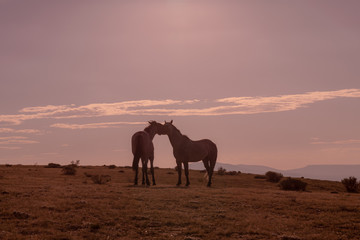 Fototapeta na wymiar Wild Horses at Sunset in the High Desert