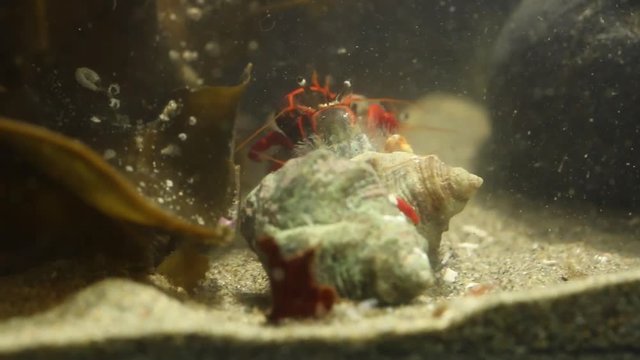Social group of hermit crabs