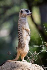 Meerkat Standing Profile
