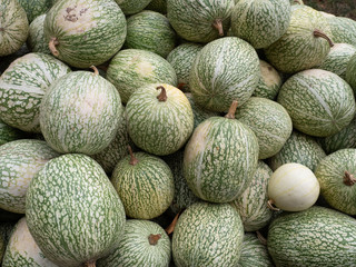 Siam pumpkin in market