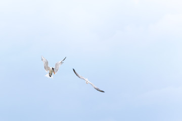 Royal Tern seabirds, Thalasseus Maxima, hovering overhead in Montego Bay, Jamaica
